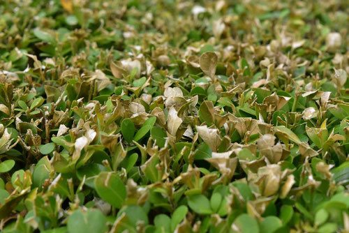 ボックスウッド,Boxwood,picture
