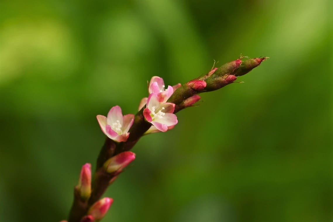 アイ あい 藍 庭木図鑑 植木ペディア
