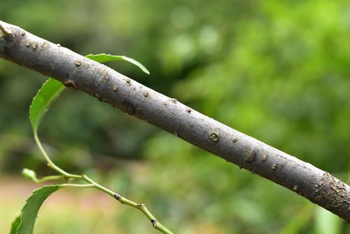 ハイノキ,庭木,はいのき,枝