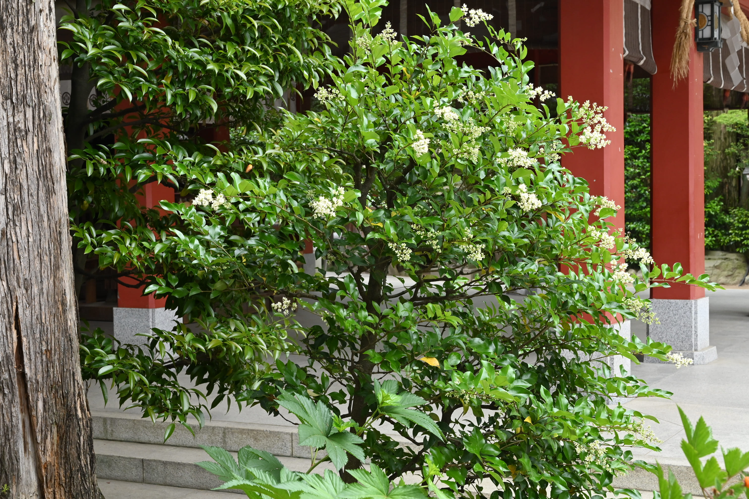 Japanese privet tree