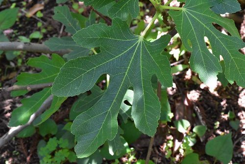 leaf of Fig tree,picture,いちじく