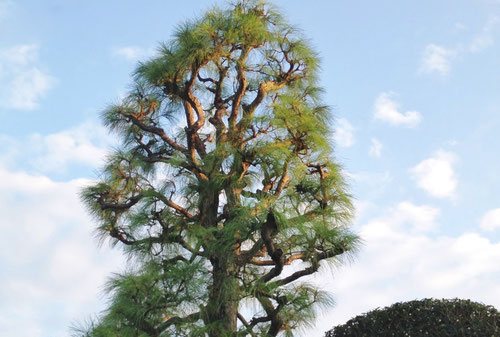 だいおうしょう,ダイオウショウ,木,特徴