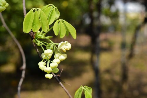 葉が食用になる木 庭木図鑑 植木ペディア