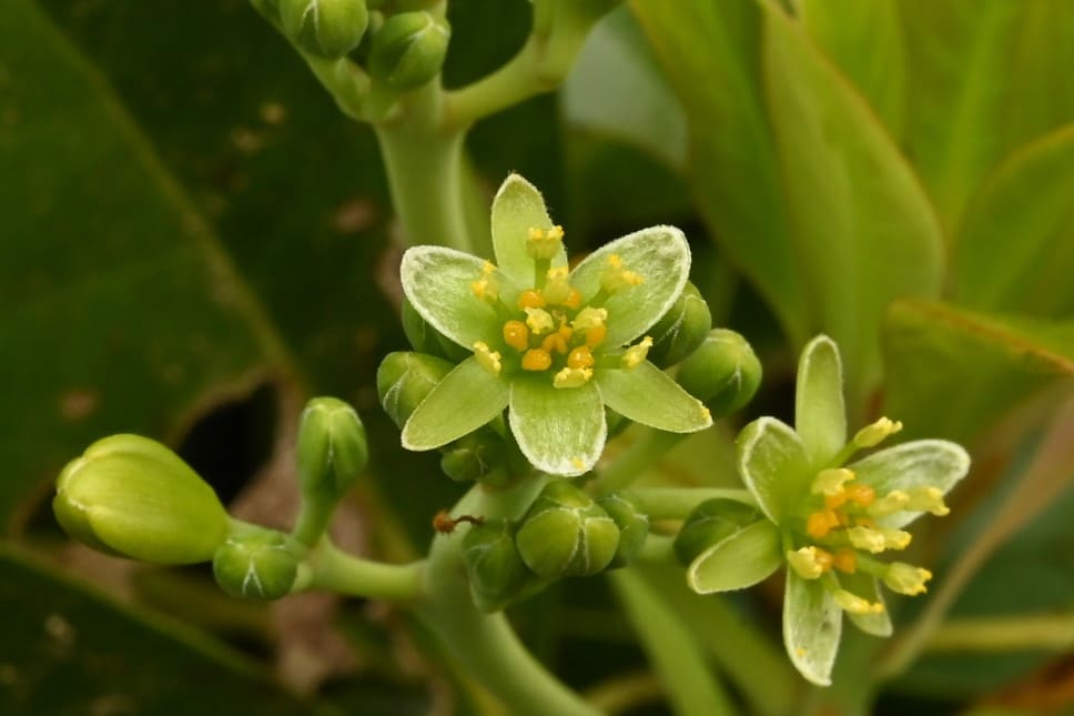 タブノキの花 画像