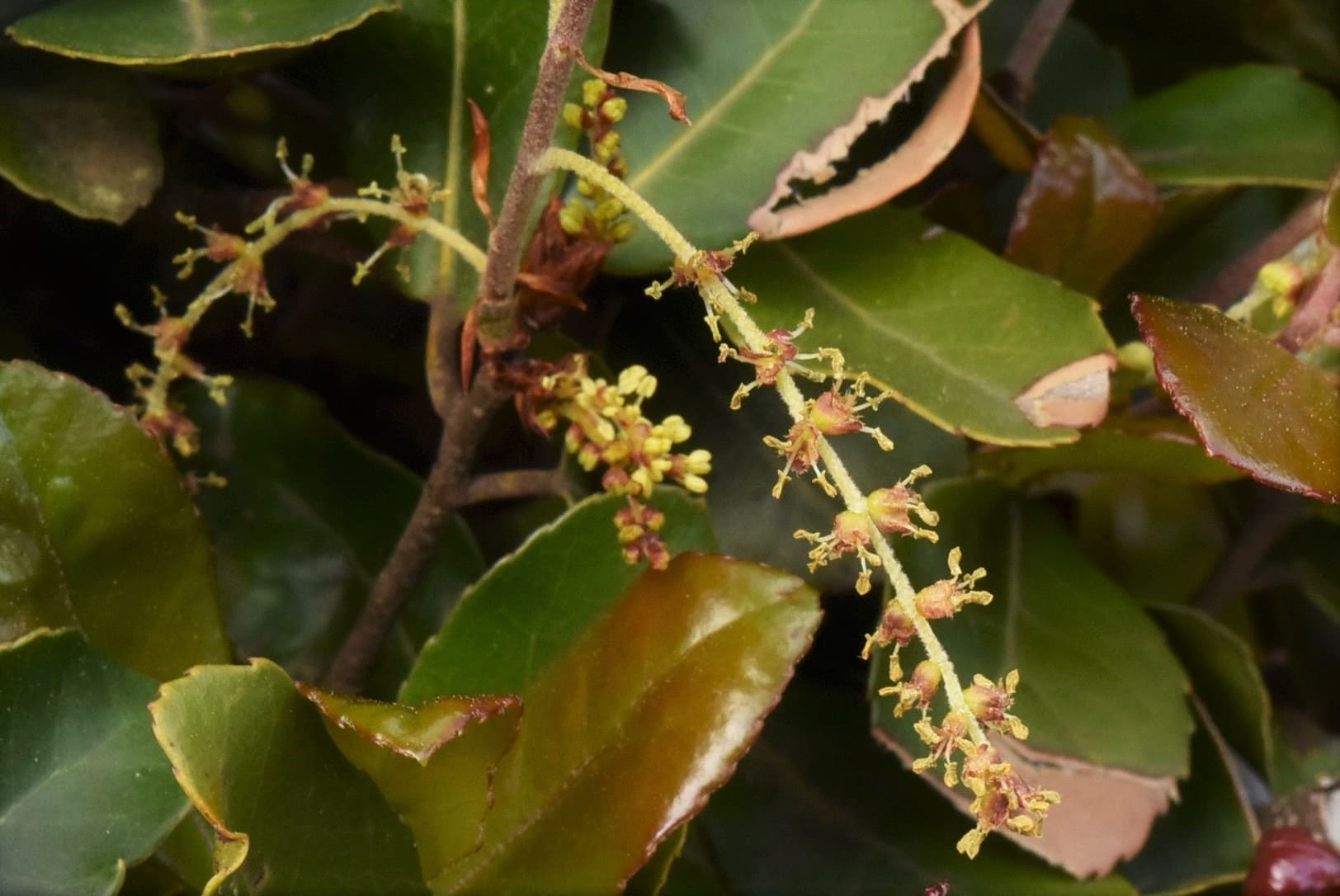 ウバメガシ 開花時期