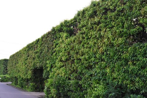 シラカシ 白樫 庭木図鑑 植木ペディア シラカシ 白樫 庭木図鑑 植木ペディア