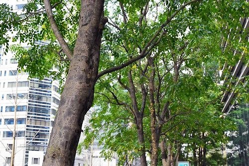 シマトネリコ - 庭木図鑑 植木ペディア