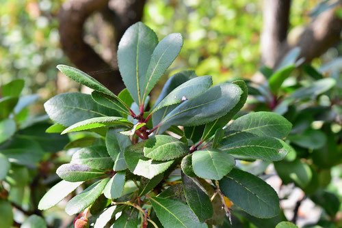 strawberry tree,leaf,イチゴノキ