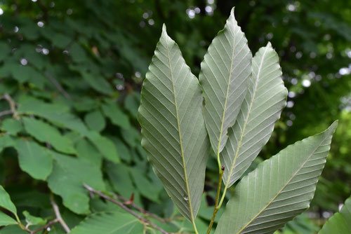 イヌブナ いぬぶな 犬橅 庭木図鑑 植木ペディア