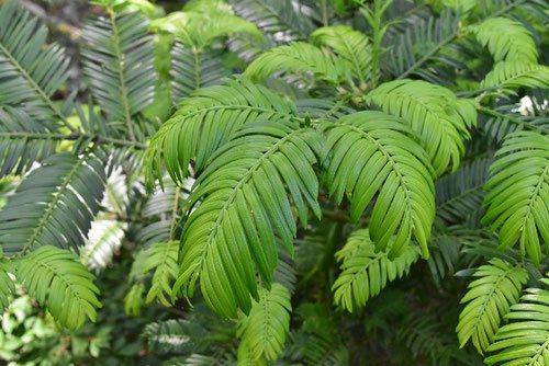 イヌガヤの新芽,いぬがや