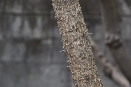 棘のある木 垣根