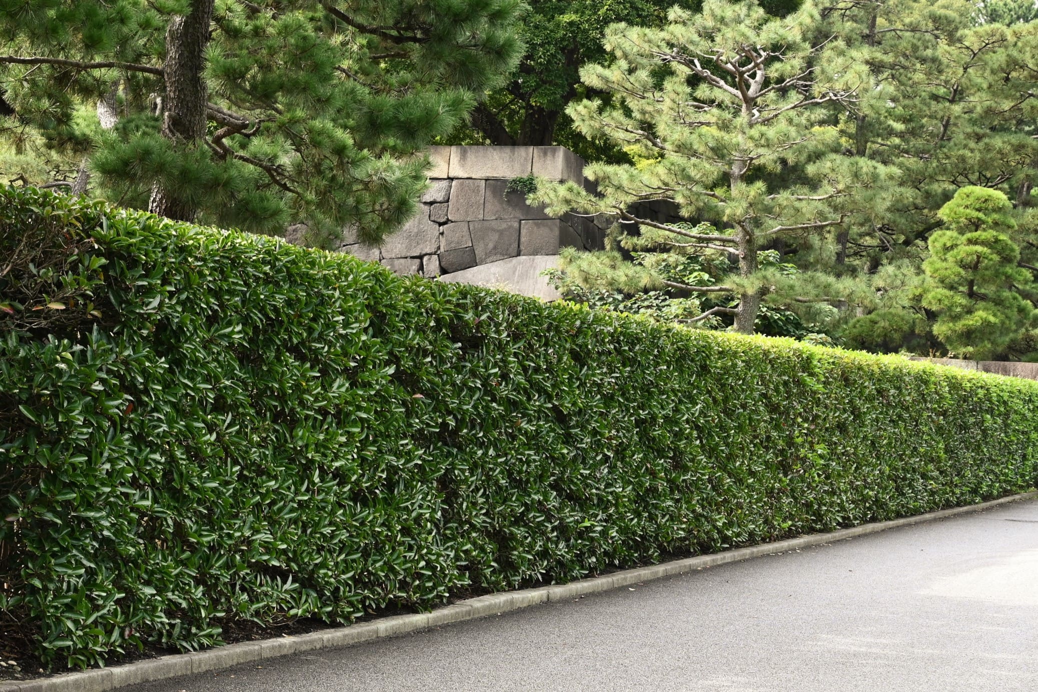 垣根に適した木 庭木図鑑 植木ペディア