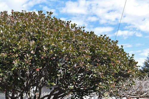 しゃりんばい,シャリンバイの木,車輪梅