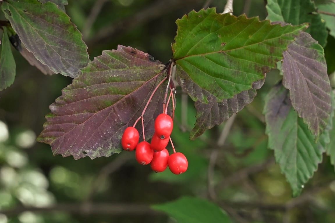 オトコヨウゾメ 紅葉 黄葉