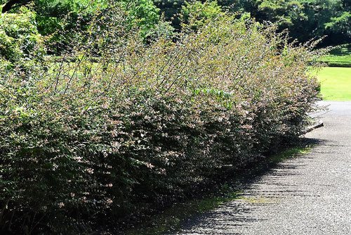 アベリア 庭木図鑑 植木ペディア アベリア 庭木図鑑 植木ペディア