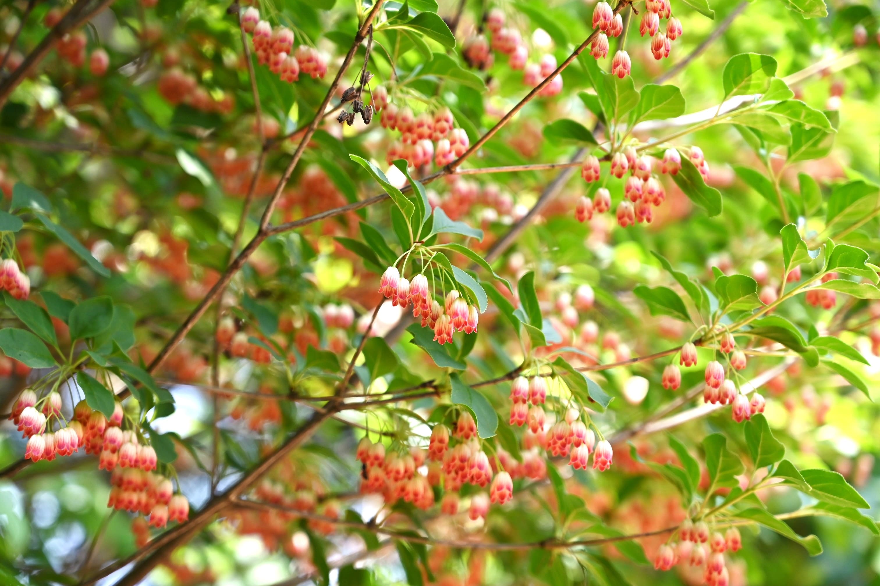ピンクの花が咲く木 庭木図鑑 植木ペディア ピンクの花が咲く木 庭木図鑑 植木ペディア