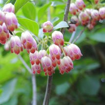 桃色の花　種類