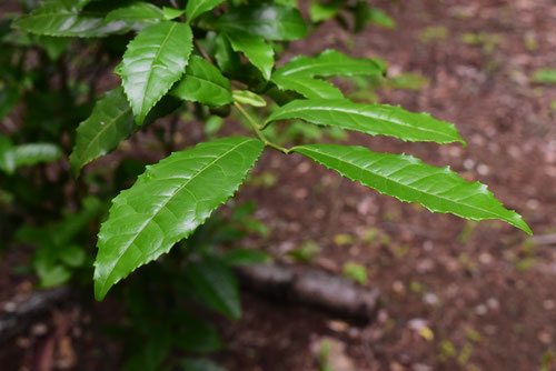 leaf of Japanese  tea tree