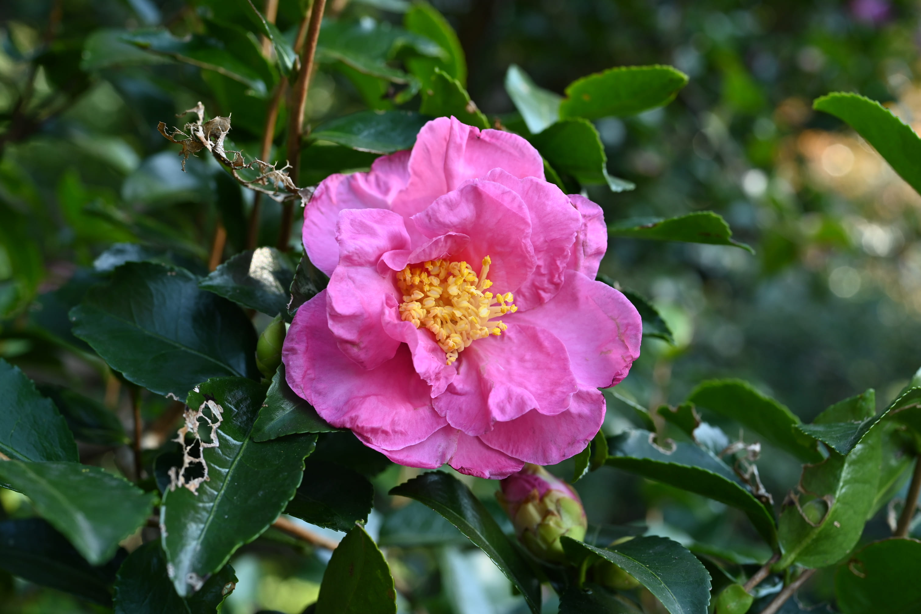 サザンカ 山茶花 庭木図鑑 植木ペディア サザンカ 山茶花 庭木図鑑 植木ペディア