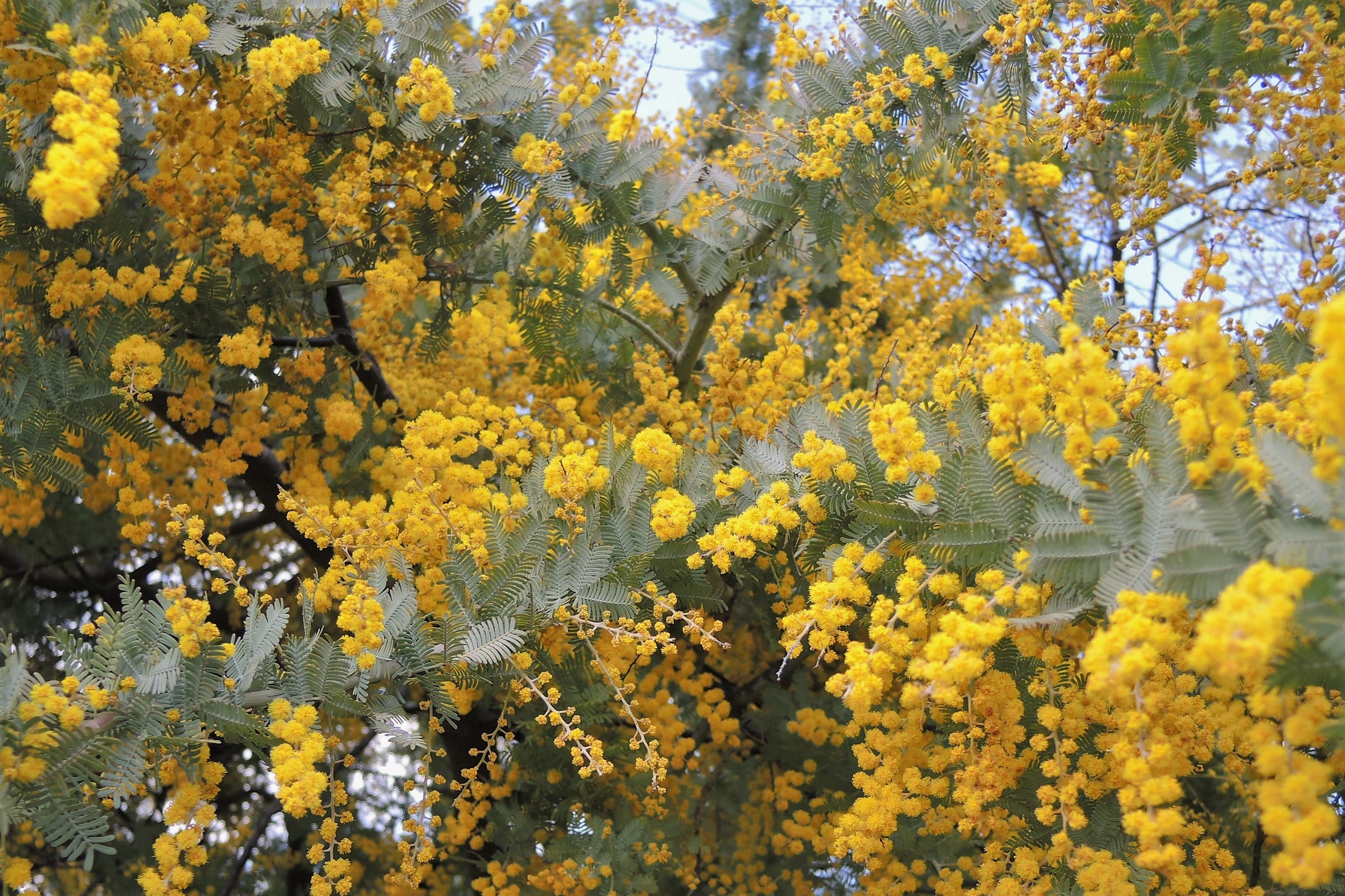 ミモザ 開花時期