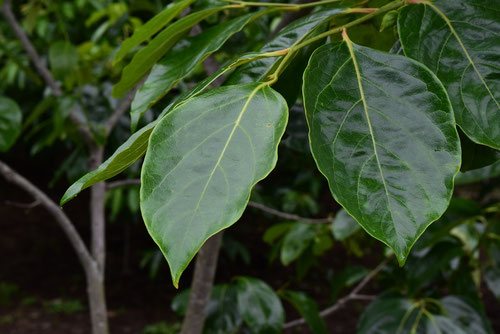 leaf of Japanese persimmon