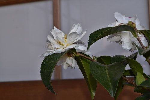 白いカンツバキ,かんつばき,寒椿