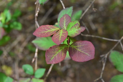 ウグイスカグラ（鶯神楽） - 庭木図鑑 植木ペディア