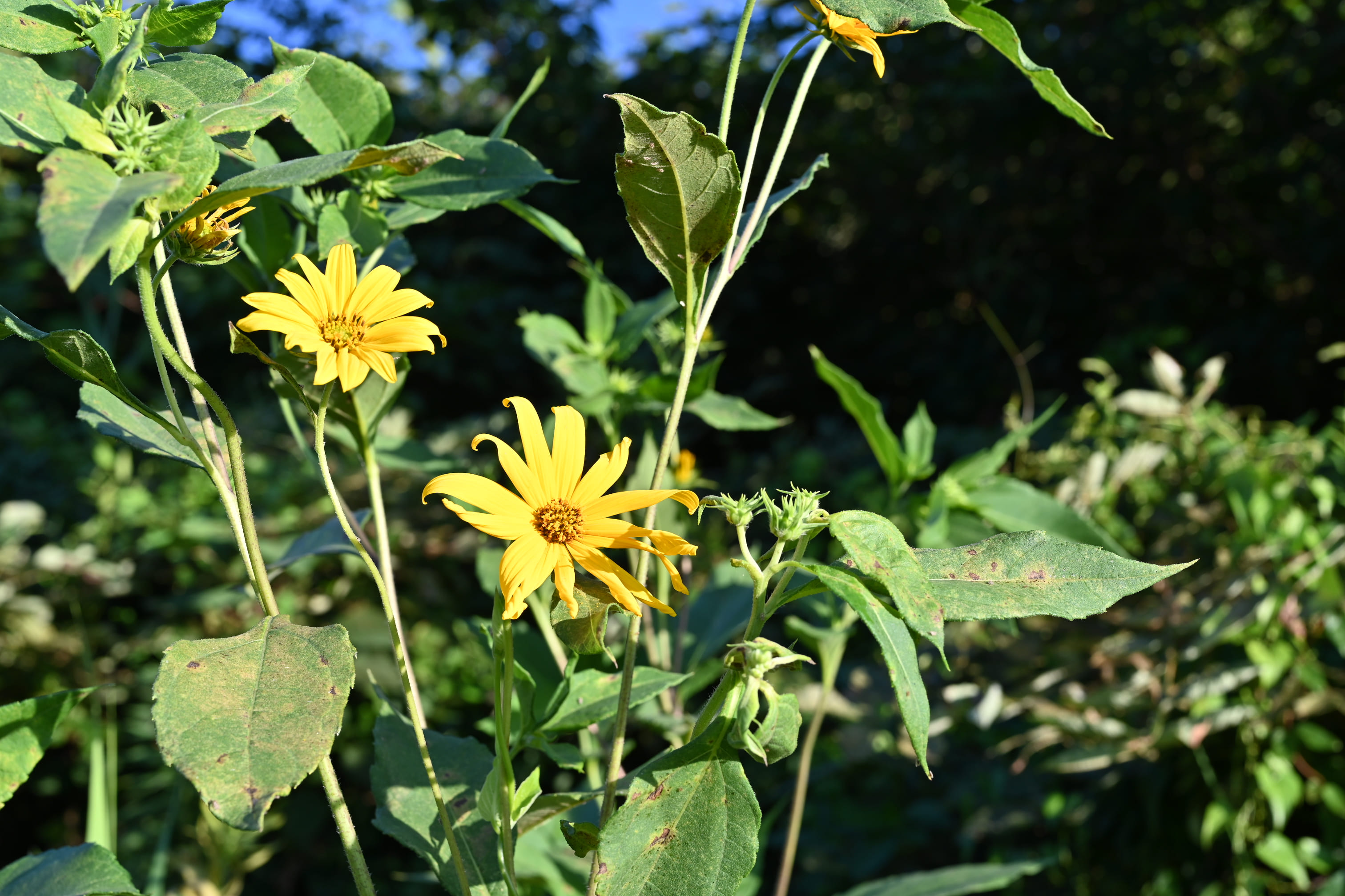 キクイモ きくいも 菊芋 庭木図鑑 植木ペディア キクイモ きくいも 菊芋 庭木図鑑 植木ペディア