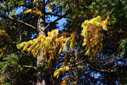 エゾマツ 蝦夷松 庭木図鑑 植木ペディア