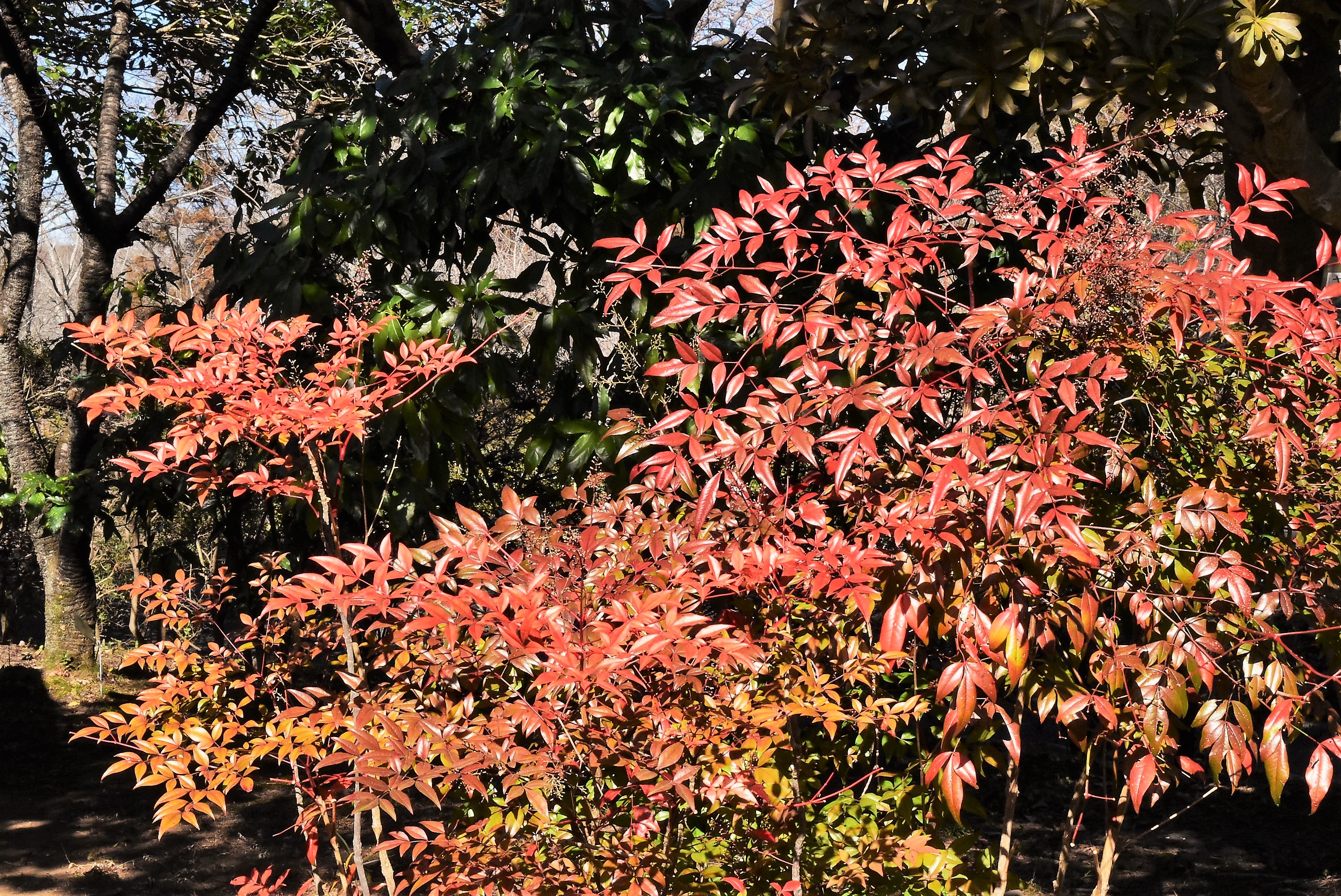 なんてん 画像 紅葉