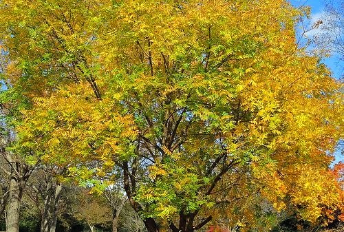 カイノキ,黄葉,紅葉,かいのき,ランシンボク