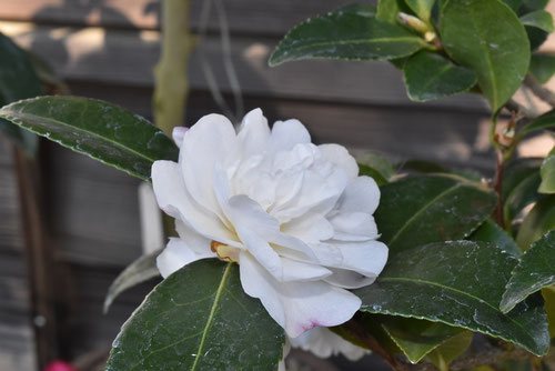 カンツバキ,かんつばき,種類,寒椿