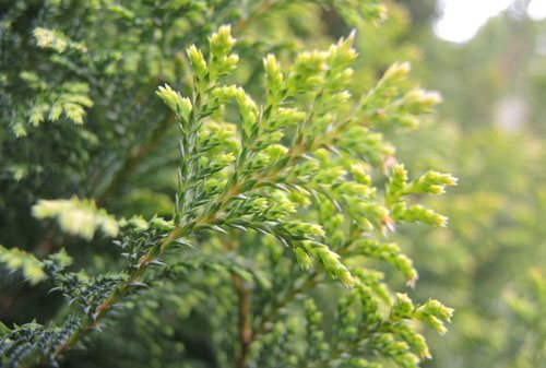 サワラ（花柏） - 庭木図鑑 植木ペディア