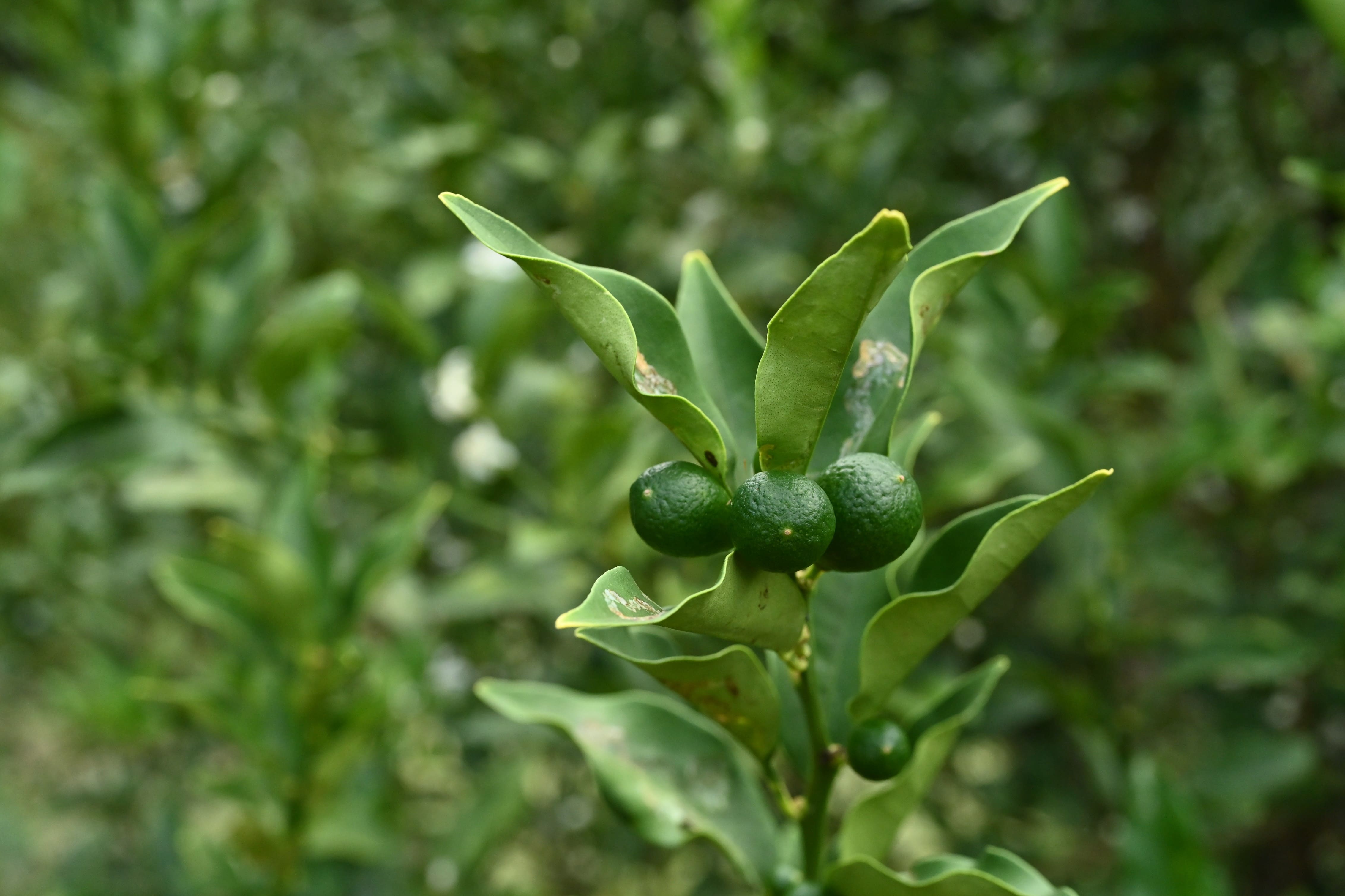 Chinese quince