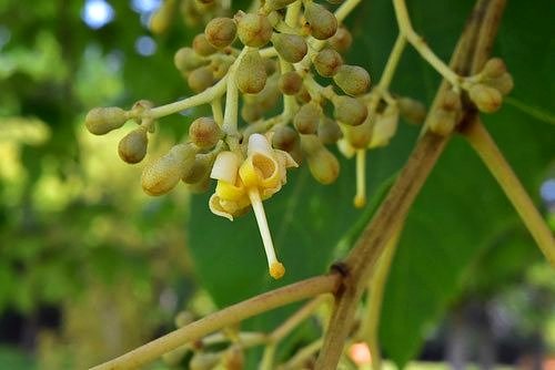 Chinese parasol tree,picture