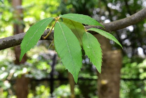 一位の木 イチイガシ - 庭木図鑑 植木ペディア
