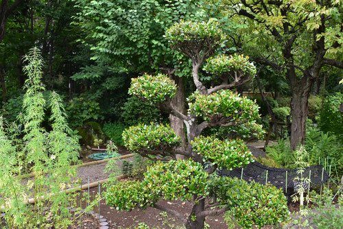 自然な樹形が美しい 山採りの ヒサカキ 646 樹高1.4m位 ヒメサカキ