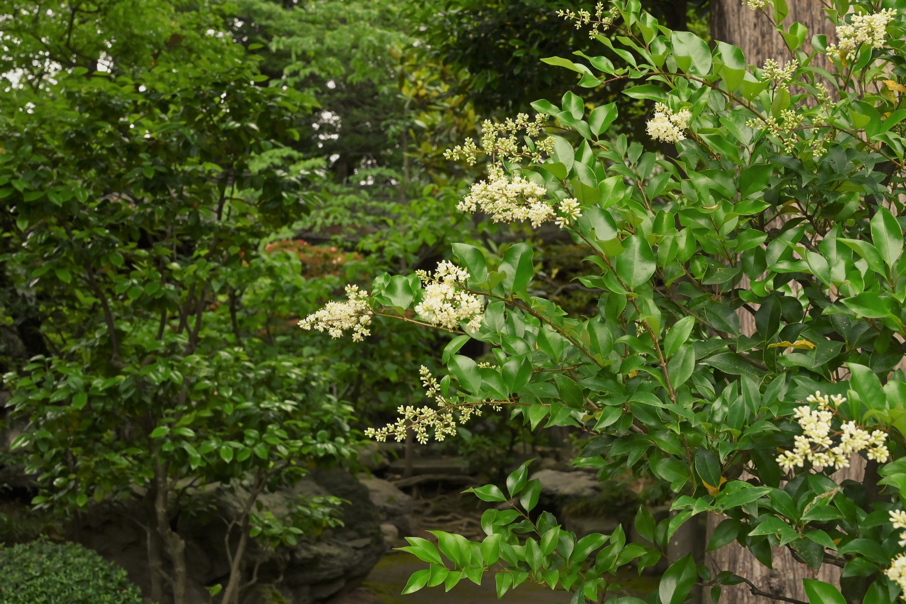 ネズミモチの花