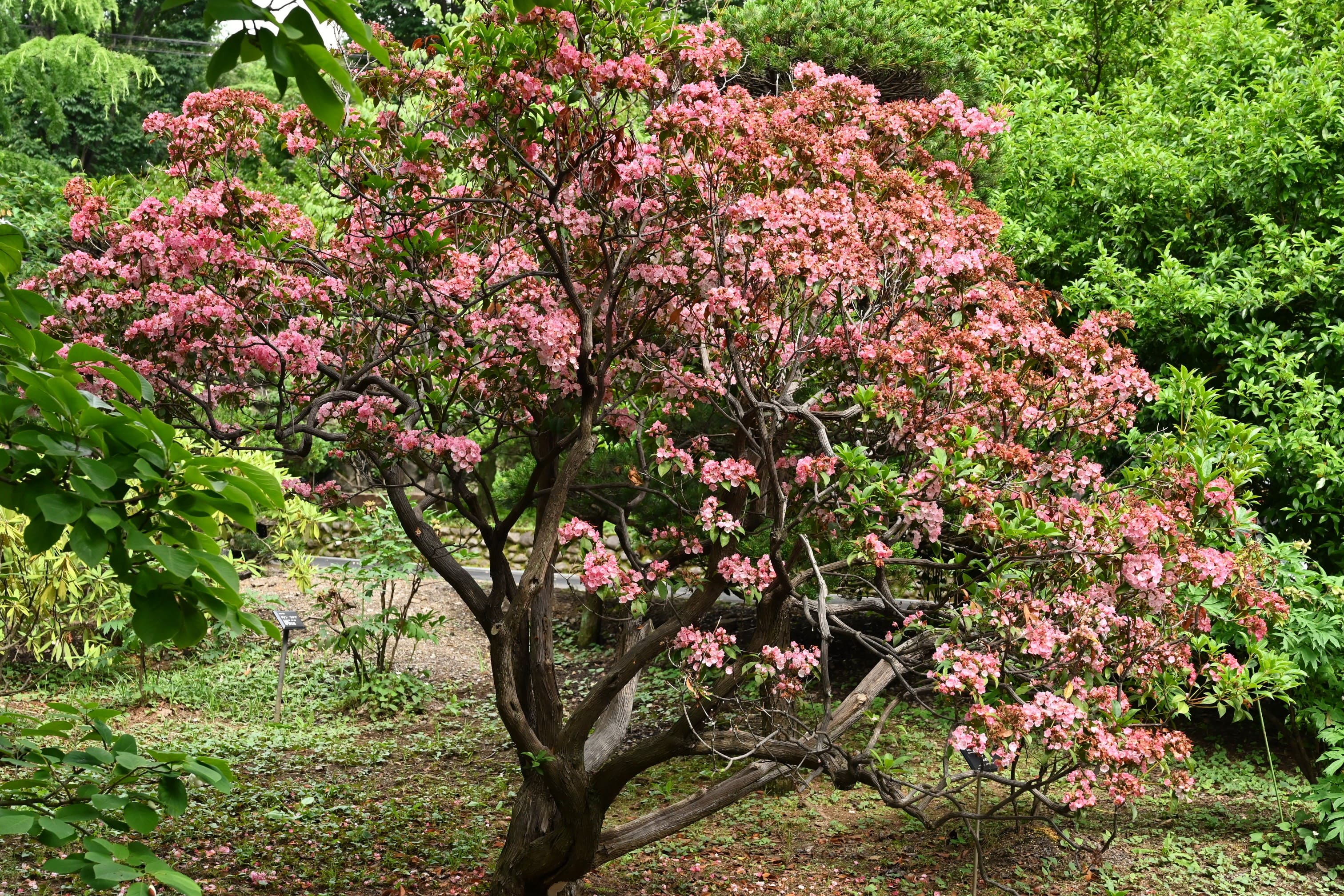 カルミアの開花時期