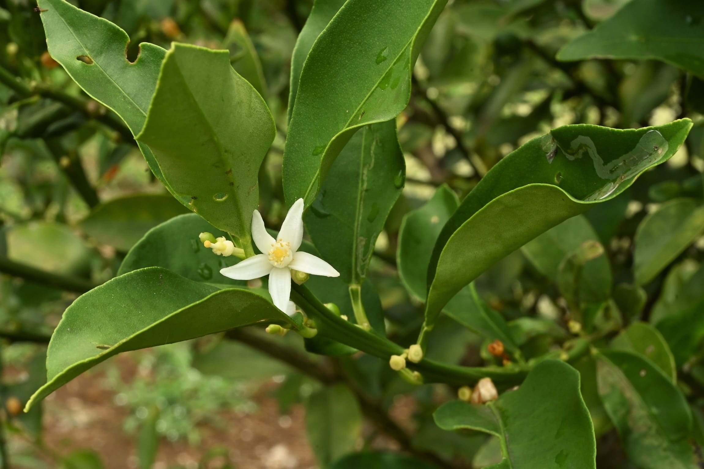 キンカン 開花時期