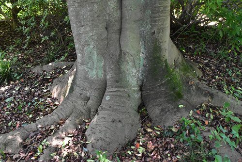 mokkoku tree