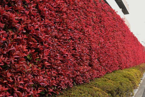 レッドロビン　1m前後　生垣などに！200本セット レッドロビン 1m前後 生垣などに！200本セット ケース販売】 レッド