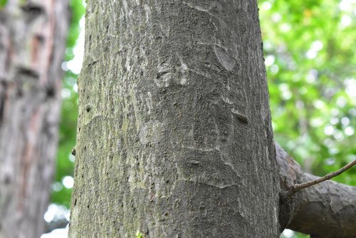 ナギ 庭木図鑑 植木ペディア