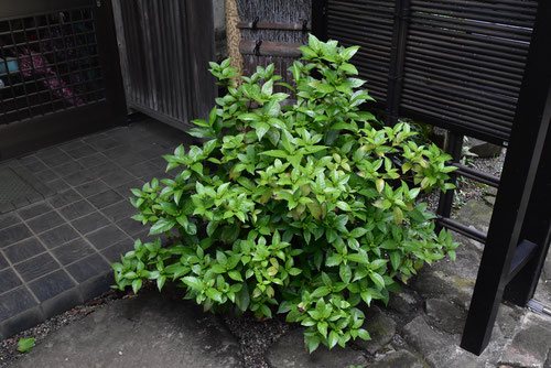 千両　植木