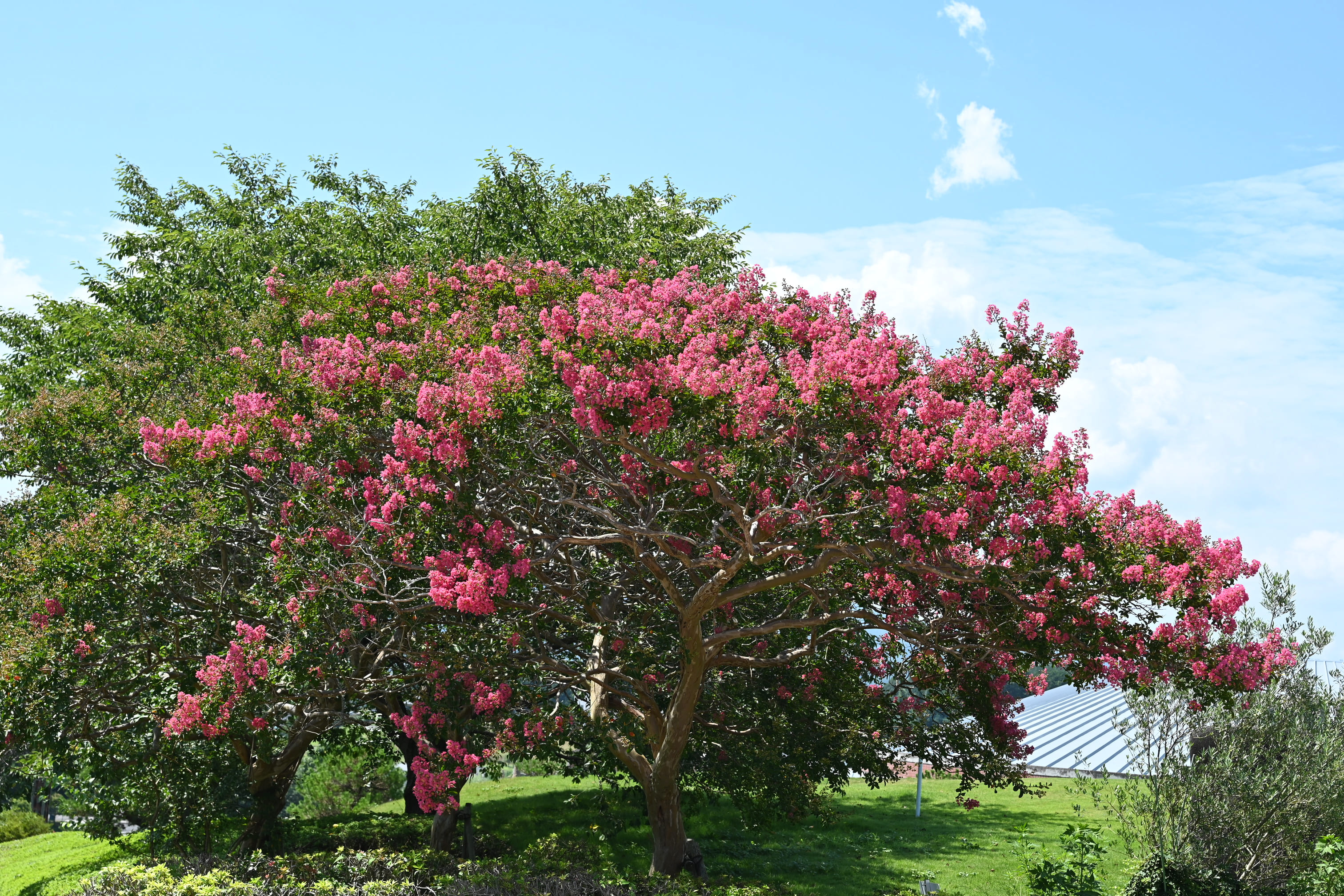 ピンクの花が咲く木 庭木図鑑 植木ペディア