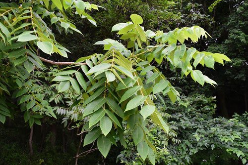 Japanese walnut tree