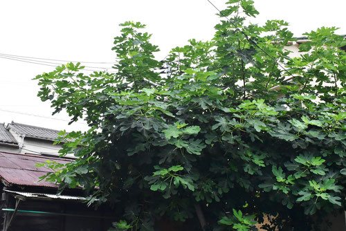 イチジク（無花果） - 庭木図鑑 植木ペディア