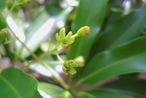 花 カゴノキ 樹木図鑑