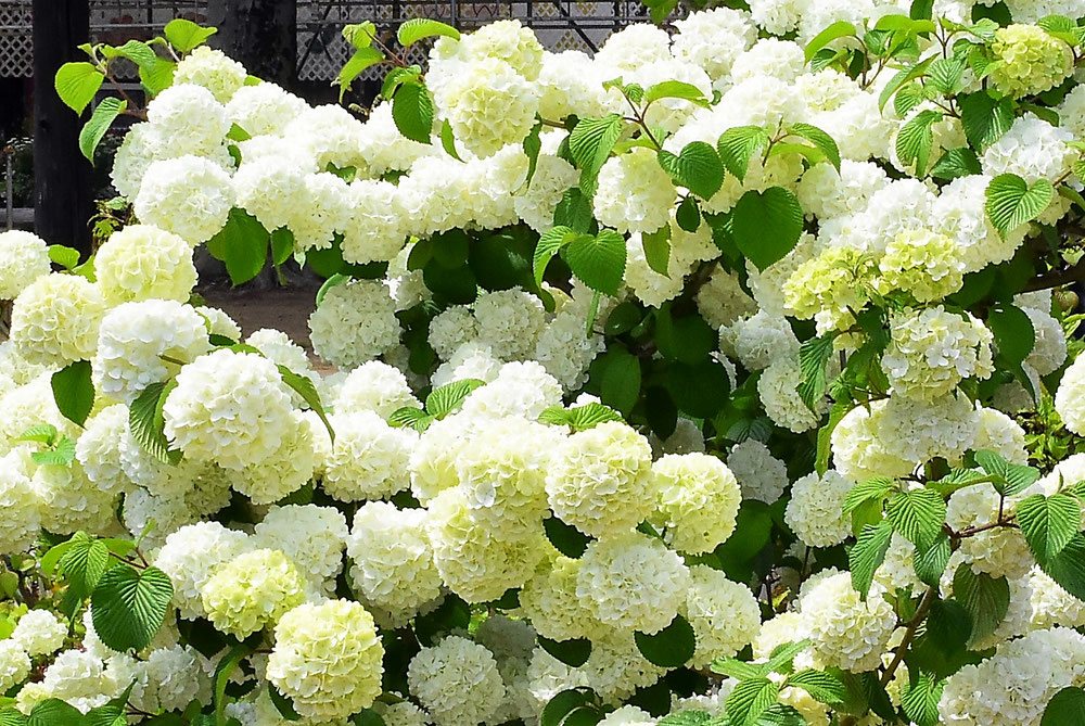 flowers of Japanese Snowball