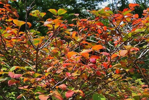 オオデマリの紅葉 時期